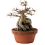 Acer buergerianum, 18 cm, ± 12 jaar oud