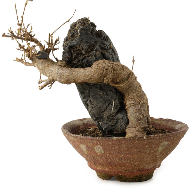 Acer buergerianum, 18 cm, ± 12 años