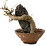 Acer buergerianum, 18 cm, ± 12 Jahre alt