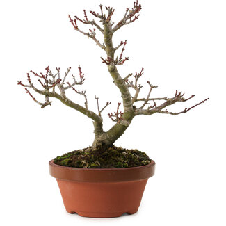 Acer palmatum Shishigashira, 23 cm, ± 15 años