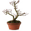 Acer palmatum Shishigashira, 23 cm, ± 15 jaar oud