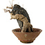 Acer buergerianum, 18 cm, ± 12 years old