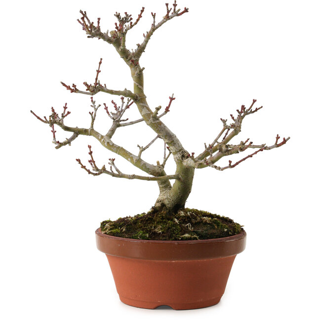 Acer palmatum Shishigashira, 23 cm, ± 15 jaar oud