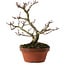Acer palmatum Shishigashira, 23 cm, ± 15 years old