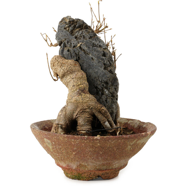 Acer buergerianum, 18 cm, ± 12 años