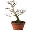 Acer palmatum Shishigashira, 23 cm, ± 15 years old