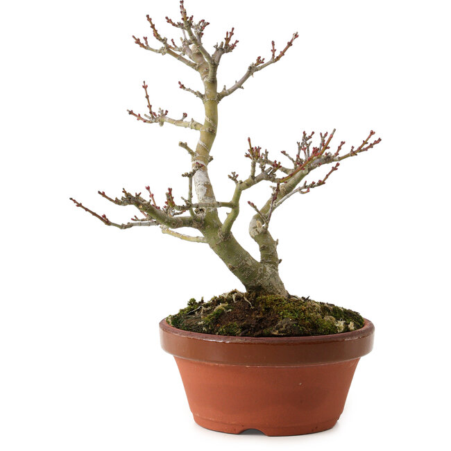 Acer palmatum Shishigashira, 23 cm, ± 15 años