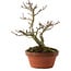 Acer palmatum Shishigashira, 23 cm, ± 15 años