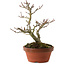 Acer palmatum Shishigashira, 23 cm, ± 15 ans