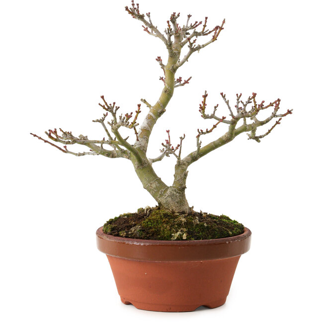 Acer palmatum Shishigashira, 23 cm, ± 15 ans