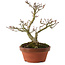 Acer palmatum Shishigashira, 23 cm, ± 15 years old