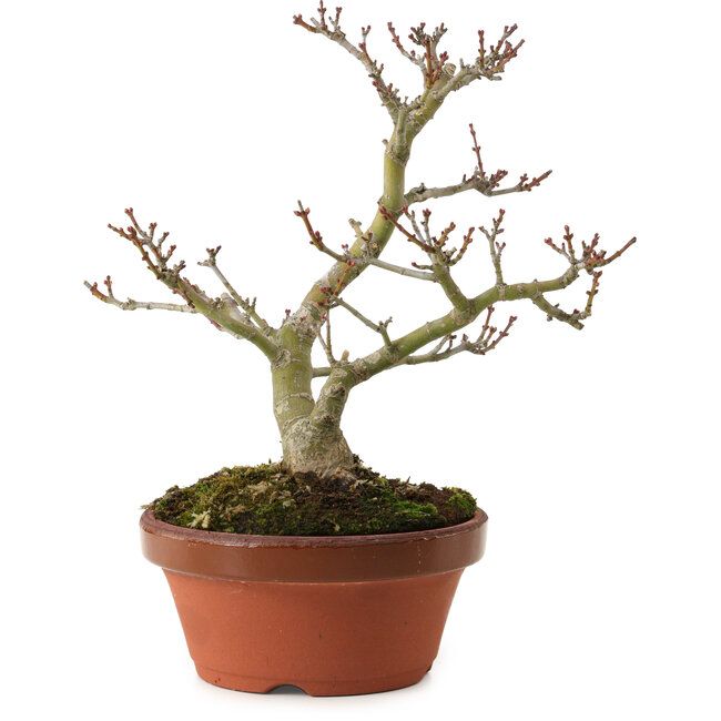 Acer palmatum Shishigashira, 23 cm, ± 15 jaar oud
