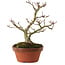 Acer palmatum Shishigashira, 23 cm, ± 15 años