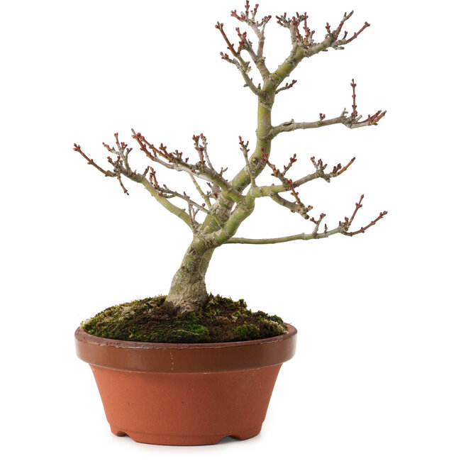 Acer palmatum Shishigashira, 23 cm, ± 15 years old