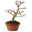 Acer palmatum Shishigashira, 23 cm, ± 15 años