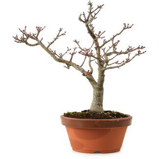 Acer palmatum Shishigashira, 29 cm, ± 15 Jahre alt