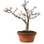 Acer palmatum Shishigashira, 29 cm, ± 15 años