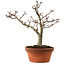 Acer palmatum Shishigashira, 29 cm, ± 15 jaar oud