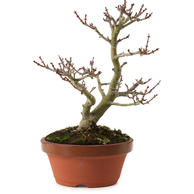 Acer palmatum Shishigashira, 23 cm, ± 15 years old