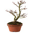 Acer palmatum Shishigashira, 23 cm, ± 15 años