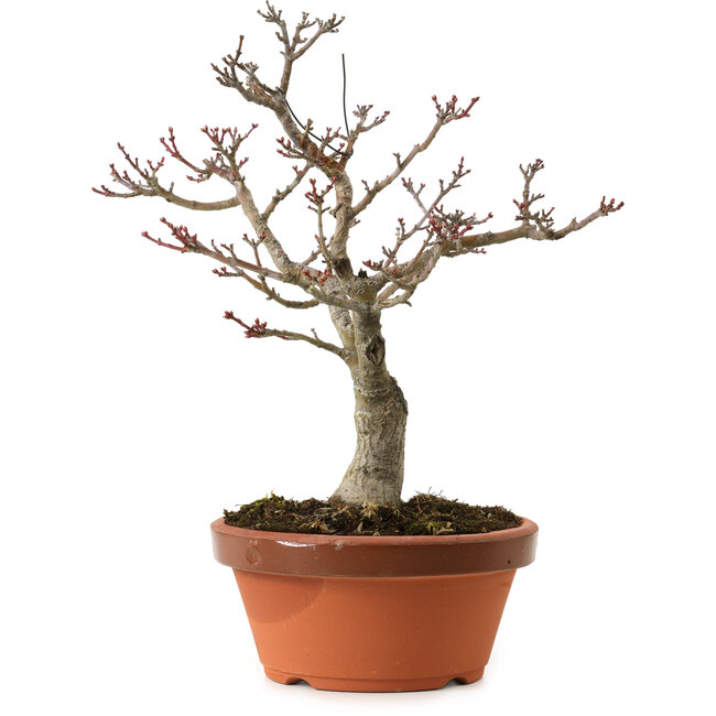 Acer palmatum Shishigashira, 29 cm, ± 15 anni