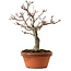 Acer palmatum Shishigashira, 29 cm, ± 15 Jahre alt