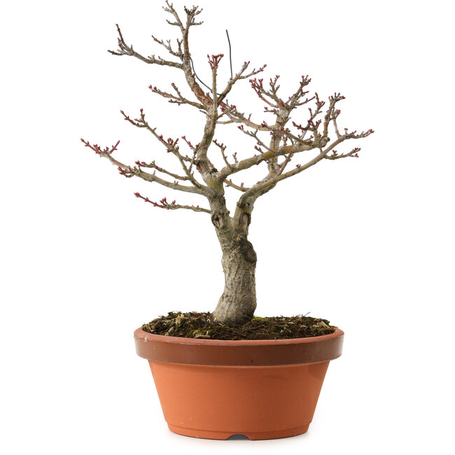 Acer palmatum Shishigashira, 29 cm, ± 15 years old
