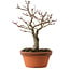 Acer palmatum Shishigashira, 29 cm, ± 15 años