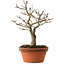 Acer palmatum Shishigashira, 29 cm, ± 15 ans