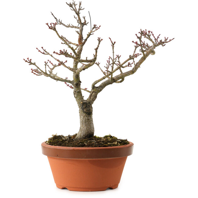 Acer palmatum Shishigashira, 29 cm, ± 15 years old