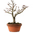 Acer palmatum Shishigashira, 29 cm, ± 15 ans
