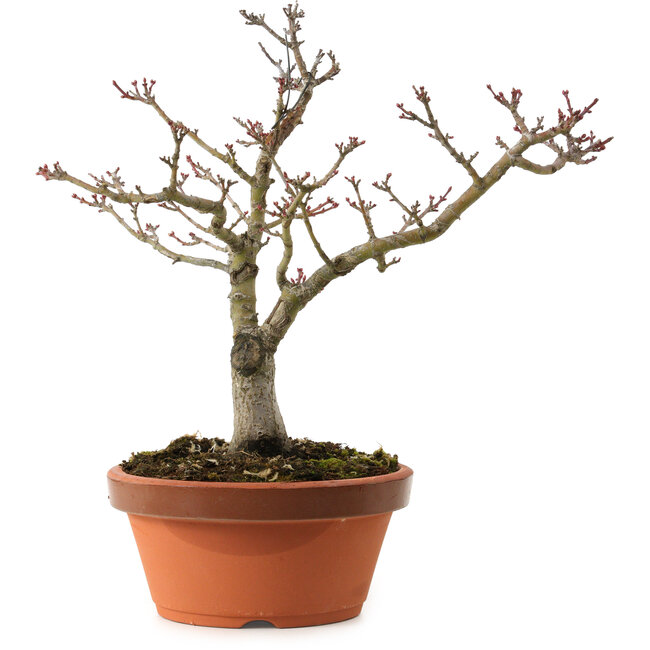 Acer palmatum Shishigashira, 29 cm, ± 15 Jahre alt