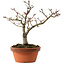 Acer palmatum Shishigashira, 29 cm, ± 15 anni