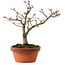 Acer palmatum Shishigashira, 29 cm, ± 15 años