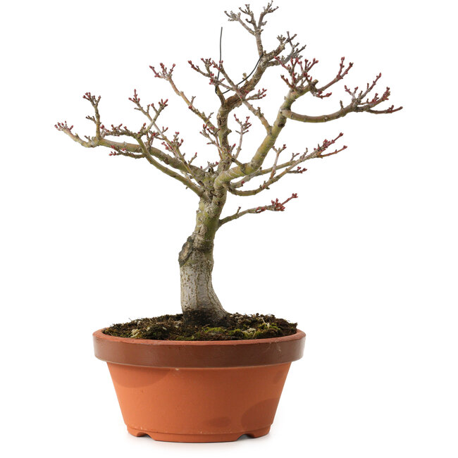 Acer palmatum Shishigashira, 29 cm, ± 15 años