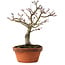 Acer palmatum Shishigashira, 29 cm, ± 15 years old