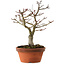 Acer palmatum Shishigashira, 29 cm, ± 15 años