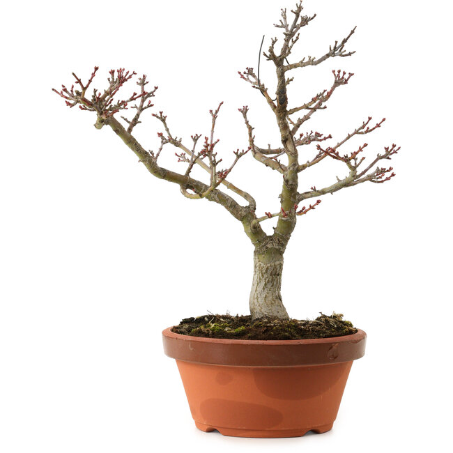 Acer palmatum Shishigashira, 29 cm, ± 15 years old