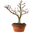 Acer palmatum Shishigashira, 29 cm, ± 15 Jahre alt