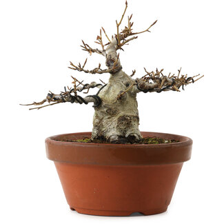 Fagus crenata, 16 cm, ± 30 ans