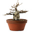 Fagus crenata, 16 cm, ca. 30 Jahre alt, mit einem Wurzelhals von 7 cm