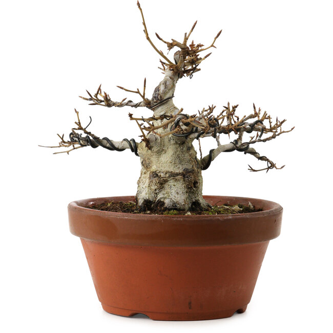 Fagus crenata, 16 cm, ± 30 anni, con nebari di 7 cm