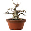Fagus crenata, 16 cm, ± 30 jaar oud, met een nebari van 7 cm