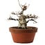 Fagus crenata, 16 cm, ± 30 years old, with a nebari of 7 cm