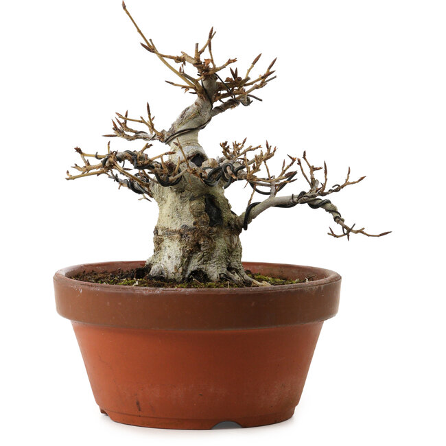 Fagus crenata, 16 cm, ± 30 años, con un nebari de 7 cm