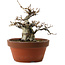 Fagus crenata, 16 cm, ± 30 anni, con nebari di 7 cm