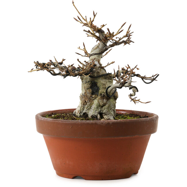 Fagus crenata, 16 cm, ± 30 años, con un nebari de 7 cm