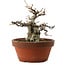 Fagus crenata, 16 cm, ± 30 años, con un nebari de 7 cm