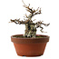 Fagus crenata, 16 cm, ± 30 years old, with a nebari of 7 cm