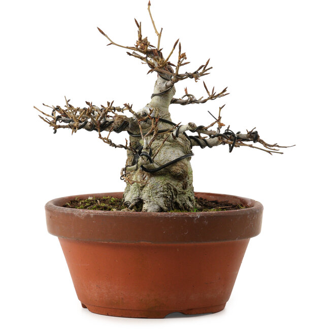Fagus crenata, 16 cm, ± 30 años, con un nebari de 7 cm